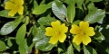 Ludwigia-peploides