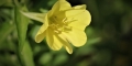 Oenothera-fruticosa-2