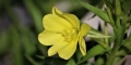 Oenothera-fruticosa