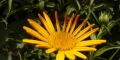 arnica