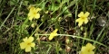 Helianthemum