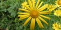 arnica