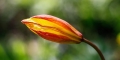 tulipe-australe