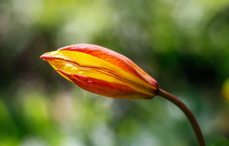 tulipe-australe