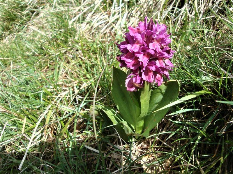 orchis rouge
