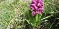 orchis rouge