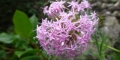 centranthus