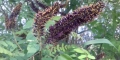 Amorpha fruticosa