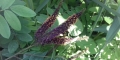 Amorpha fruticosa