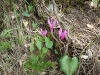 cyclamen d'europe