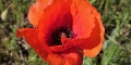 coquelicot