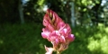 sainfoin