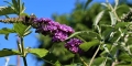 buddleia-ou-arbre-aux-papillons