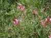 Sainfoin des montagnes