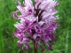 orchis singe