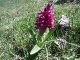 orchis sureau