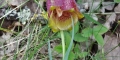 fritillaire-des-Pyrenees