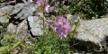 mauve musquée