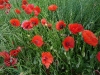 coquelicots