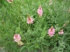 sainfoin