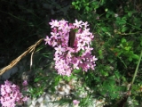 dscf9755