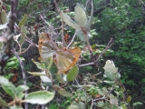 dscf9778