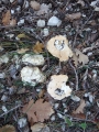 dscf3050_0