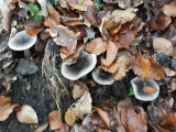 grisets