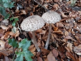 coulemelle