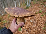 cèpe