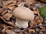 1_P1090214