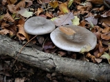 1_P1090259