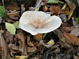 1_P1090267