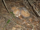 cèpe
