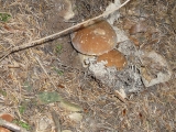 cèpe
