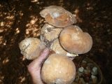cèpe
