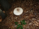 coulemelle