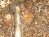 cèpe