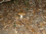 cèpe
