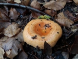 lactaire délicieux