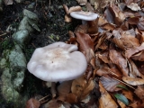 CLITOCYBE ODORANT