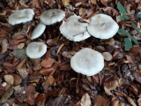 CLITOCYBE ODORANT
