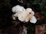 pied de mouton