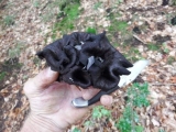 trompettes de la mort