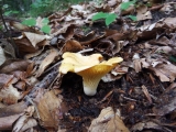 girolle