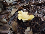 girolle