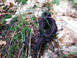 trompette de la mort