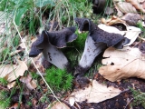trompette de la mort