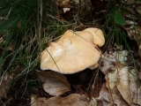 pied de mouton