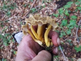 craquerelle ou chanterelle en tube